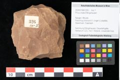Foto (Objekt + Etikett) von Pinus ciliata Ettingshausen (NHMW-GEO-2024-0188-0326)